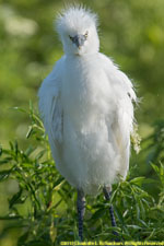 snowy egret chick